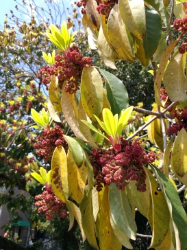 exotic blooms of the daphniphyllum macropodum.