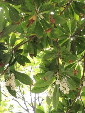 flowering bells hanging down from its dense leaves