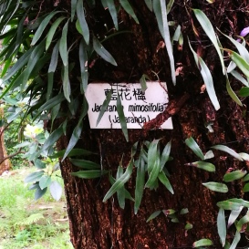 jacaranda mimosifolia